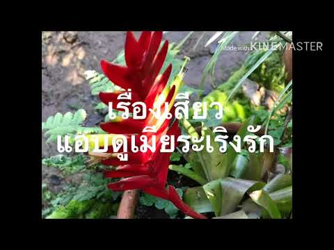 เรื่องเสียว ดูเมียเล่นชู้กับหนุ่มกล้ามโต