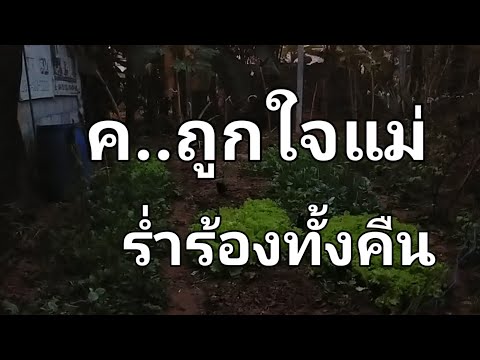 นิยายเสียง,เรื่องเล่า,เรื่องสั้น ใหญ่ได้ใจแม่